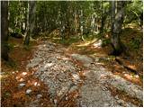 Ribčev Laz - Planina Suha